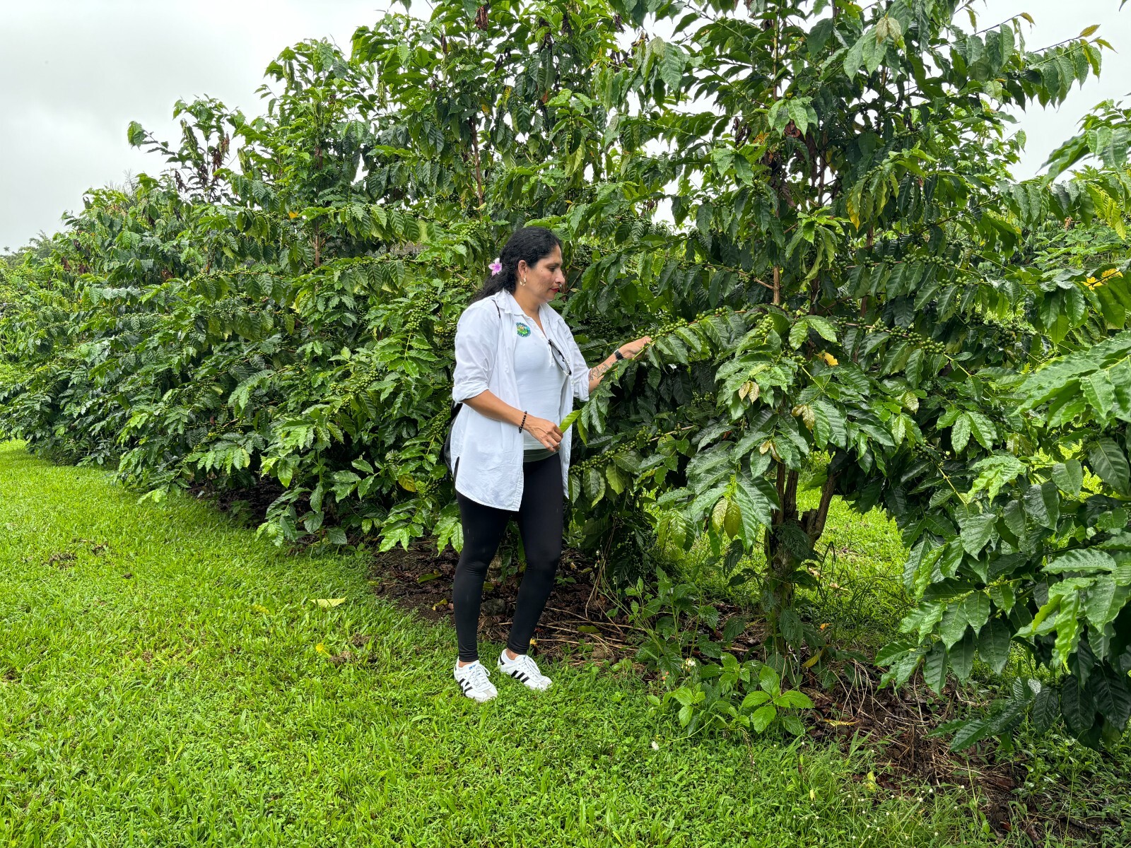 100% HAWAIIAN / KONA COFFEE BEANS MEDIUM ROASTED 2 / 12 POUNDS