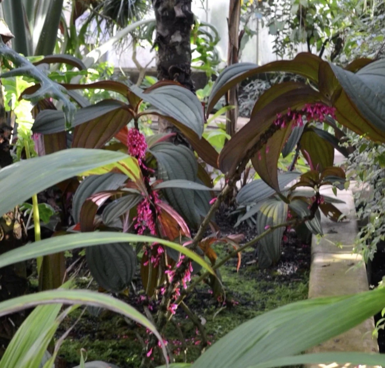 Gregori Hambali Medinilla Plant-SMALL Well Rooted STARTER Plant-Very Rare & HTF