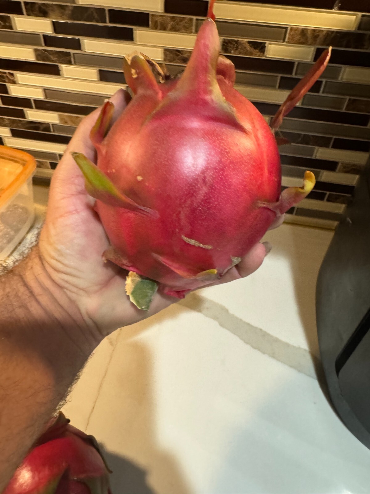 DRAGON FRUIT CUTTINGS – MULTIPLE VARIETIES – 8″ – 12: SIZE