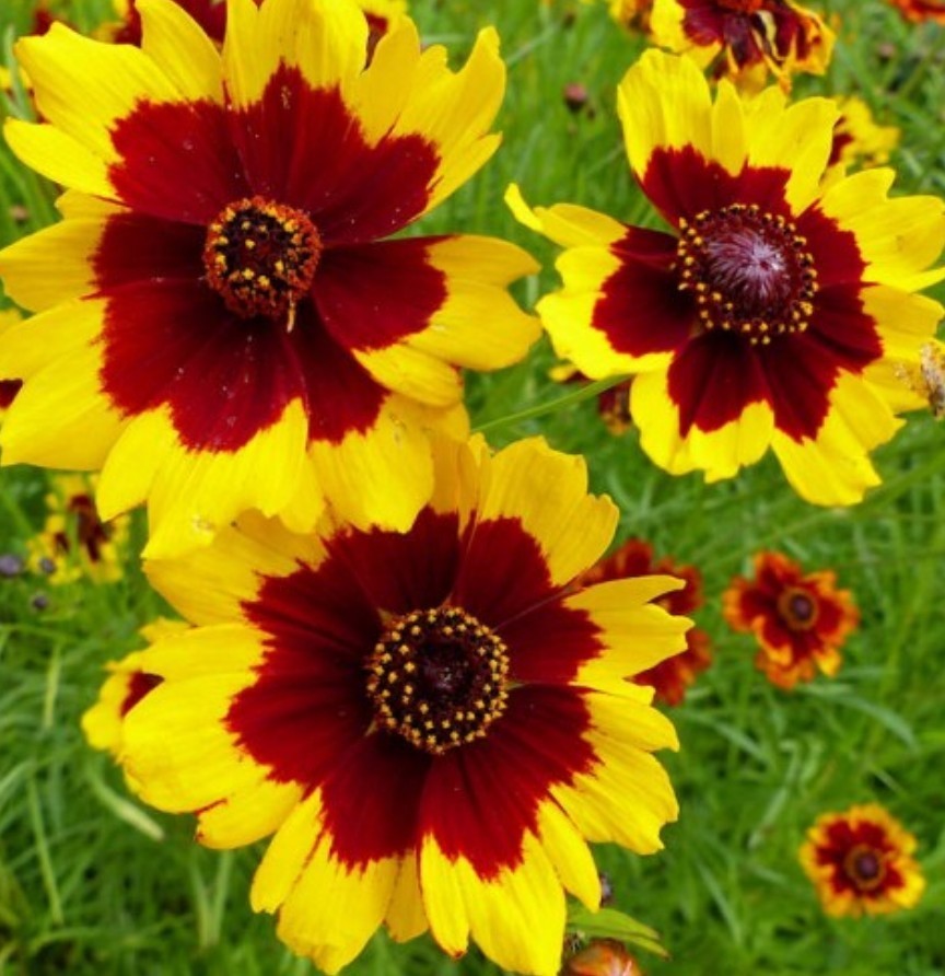 1500+ Plains Coreopsis Seeds **Fresh Seeds** ~~Free Shipping~~
