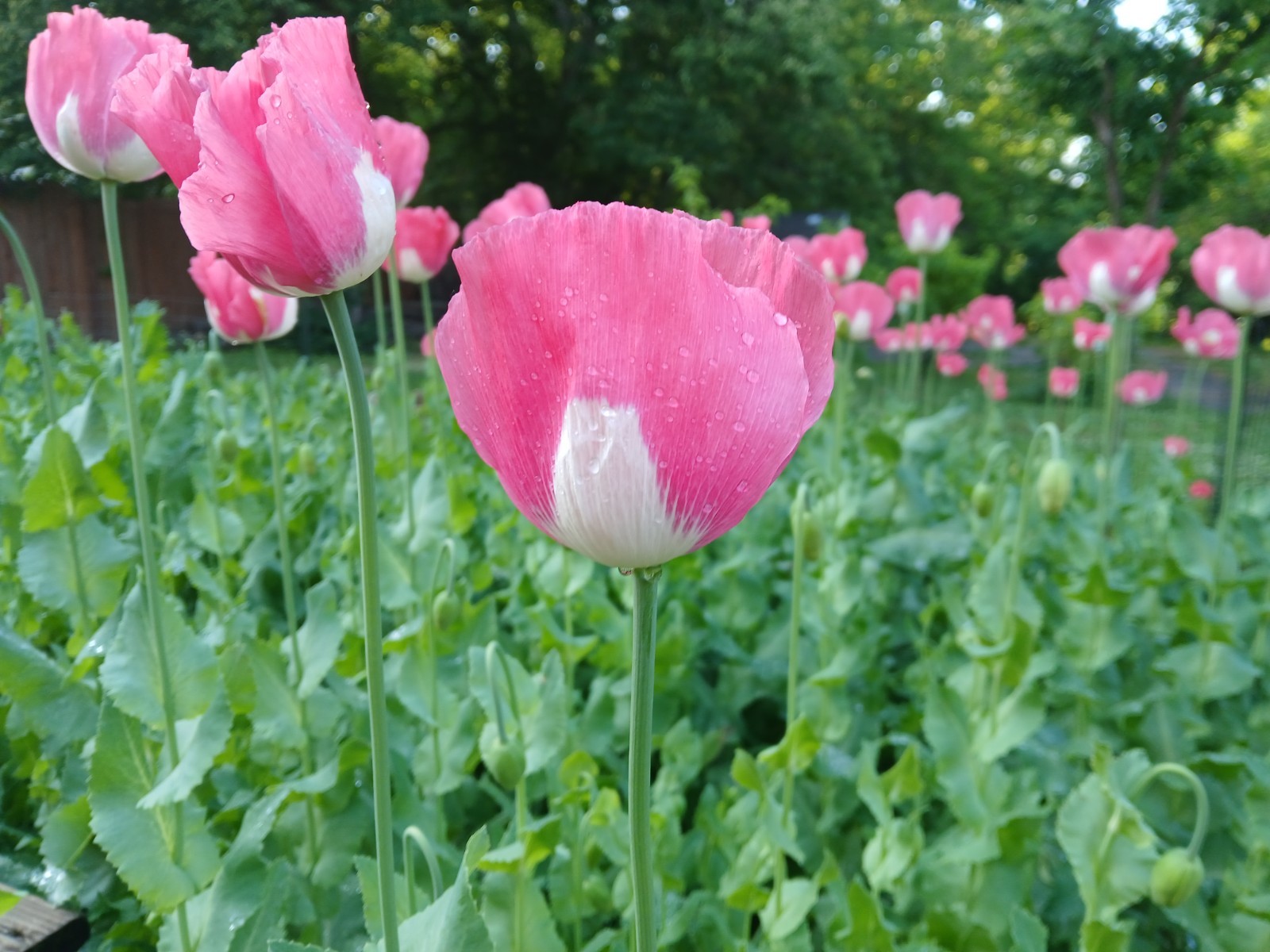 RARE-Genuine Afghan Galania Poppy Seeds – 2000 Count (Cold Stratified/US Seller)