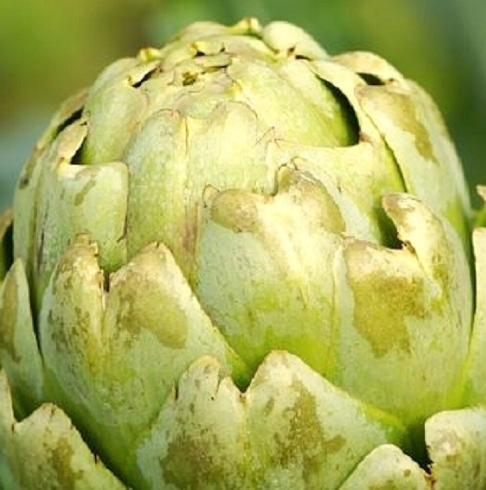Green Globe Artichoke Seeds | NON-GMO | Heirloom | Fresh Garden Seeds