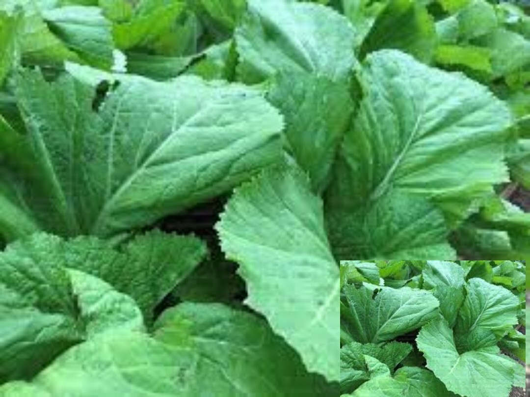 200+Florida Broadleaf Mustard Green seeds Vegetable