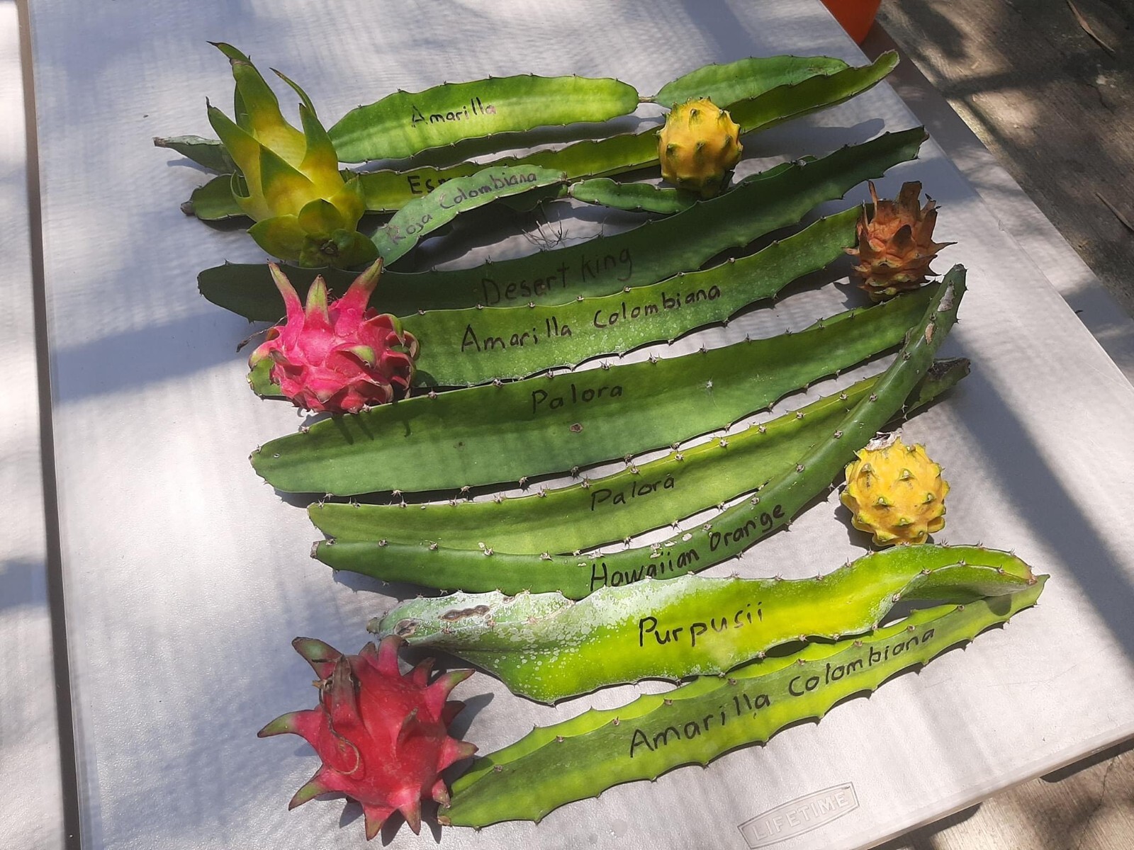 DRAGON FRUIT CUTTINGS – MULTIPLE VARIETIES – 8″ – 12: SIZE