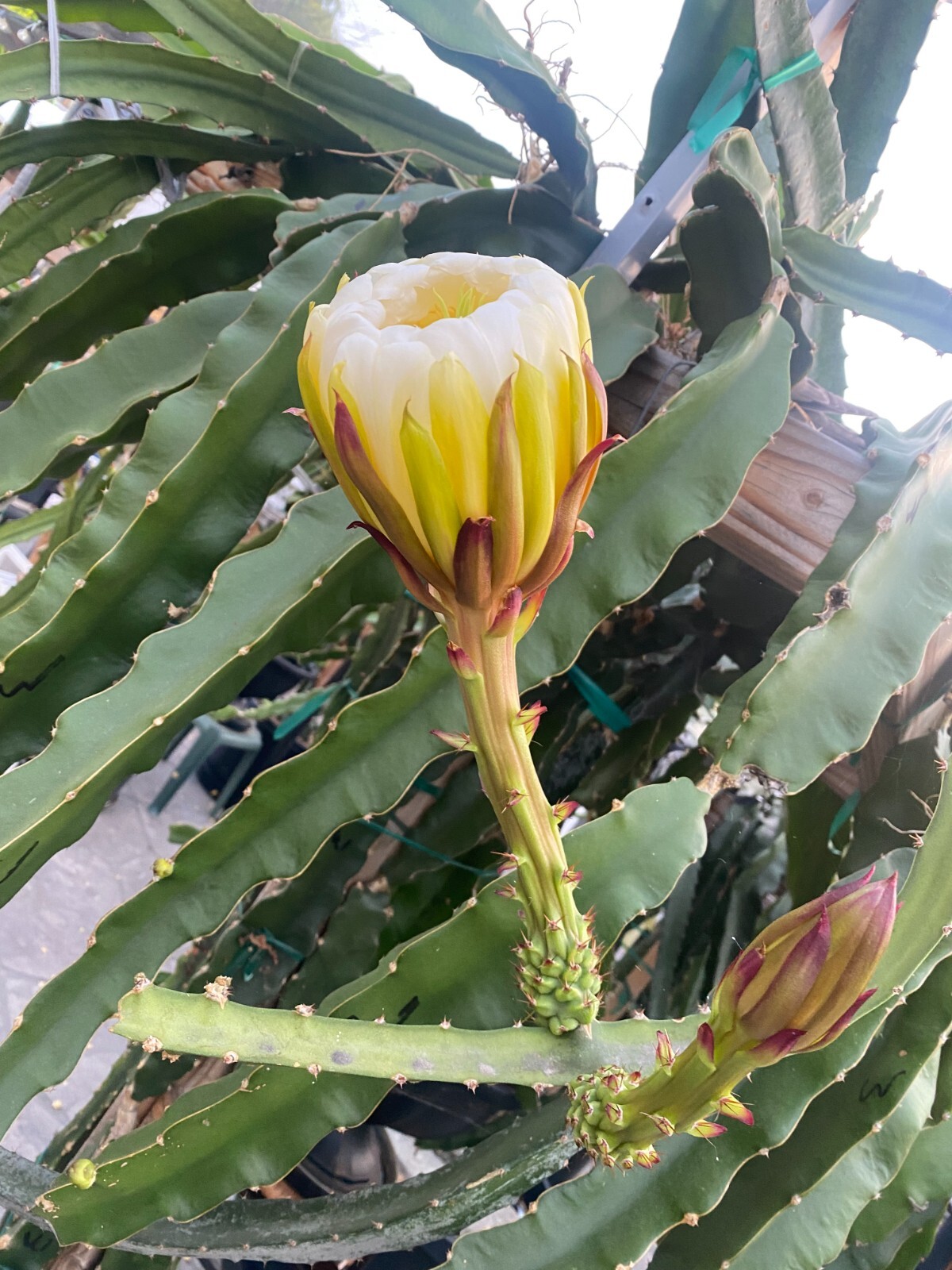 DRAGON FRUIT CUTTINGS – MULTIPLE VARIETIES – 8″ – 12: SIZE