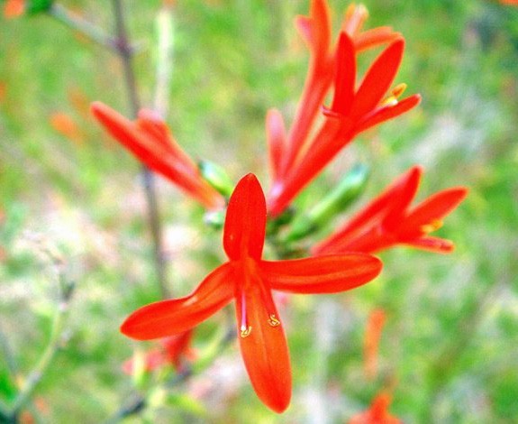 Anisacanthus quadrifidus var. wrightii | Wright’s Hummingbird Bush | 5 Seeds