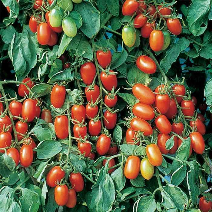 Juliet Tomato Seeds (F1 Hybrid) | Non-GMO | Free Shipping | Seed Store | 1033