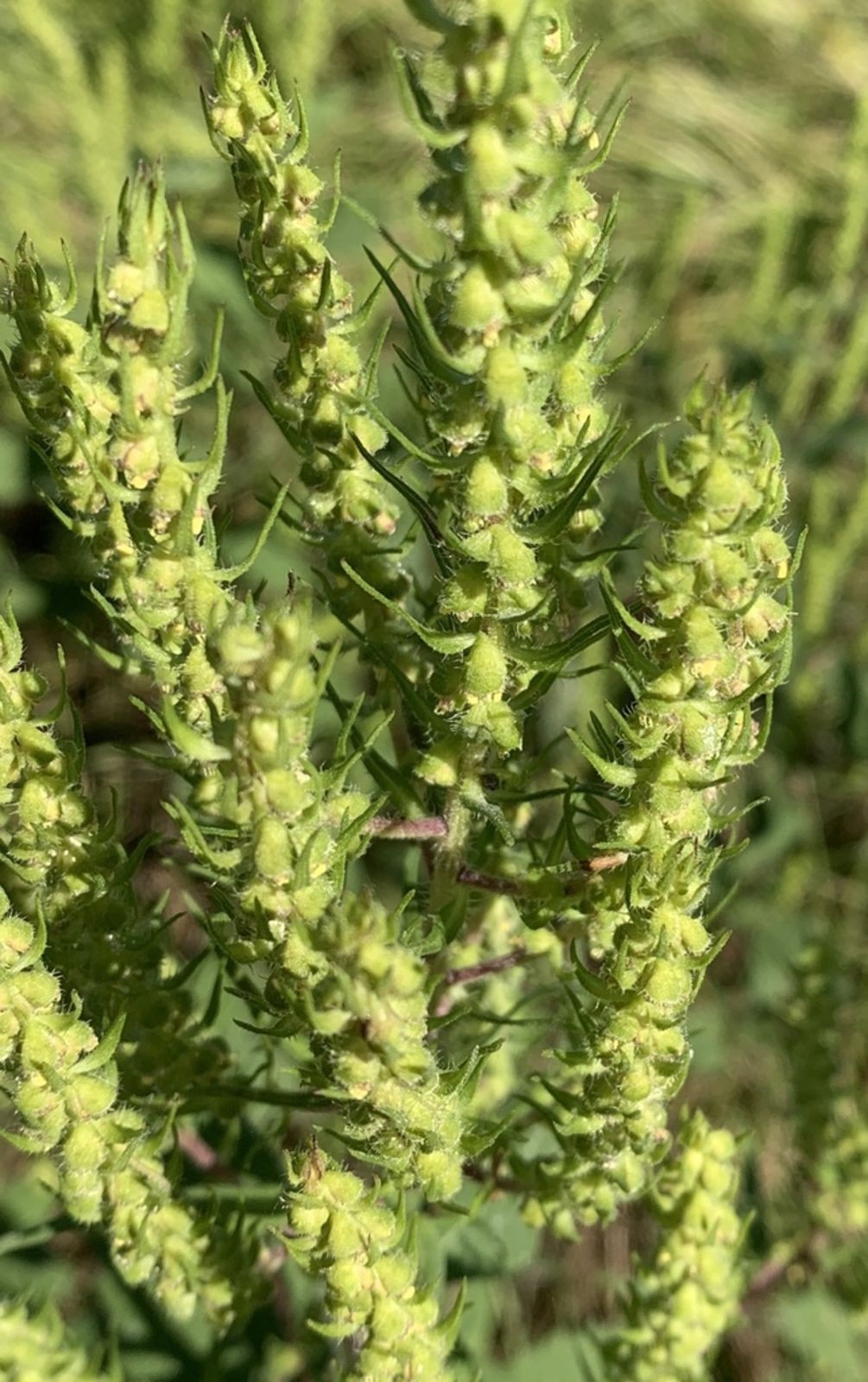 annual marsh elder, sumpweed (Iva annua)—1,000 seeds ($3.50)