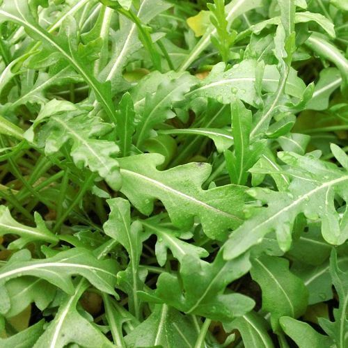 Sylvetta Arugula Seeds | Heirloom / Non-GMO | Free Shipping | Seed Store | 1175