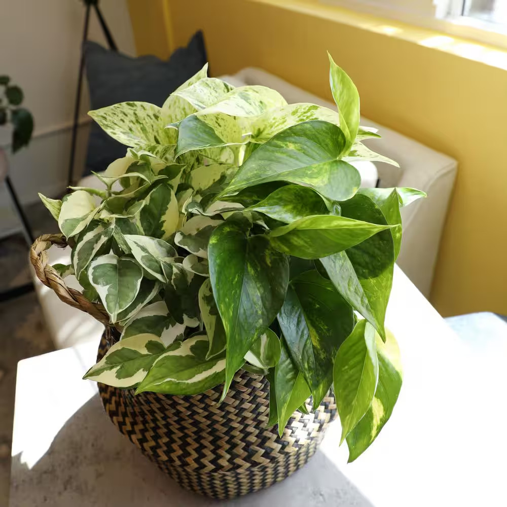 4.25 in. Pothos Asst (4-Pack)