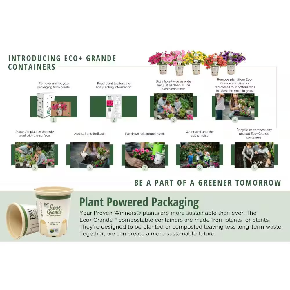 4-Pack, 4.25 In. Eco+Grande Supertunia Vista Bubblegum (Petunia) Live Plant, Pin