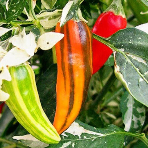 Fish Pepper Seeds (Medium-Hot) | Heirloom / Non-GMO | Free Shipping | 1286