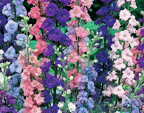 ROCKET LARKSPUR 100 FRESH SEEDS FREE SHIPPING