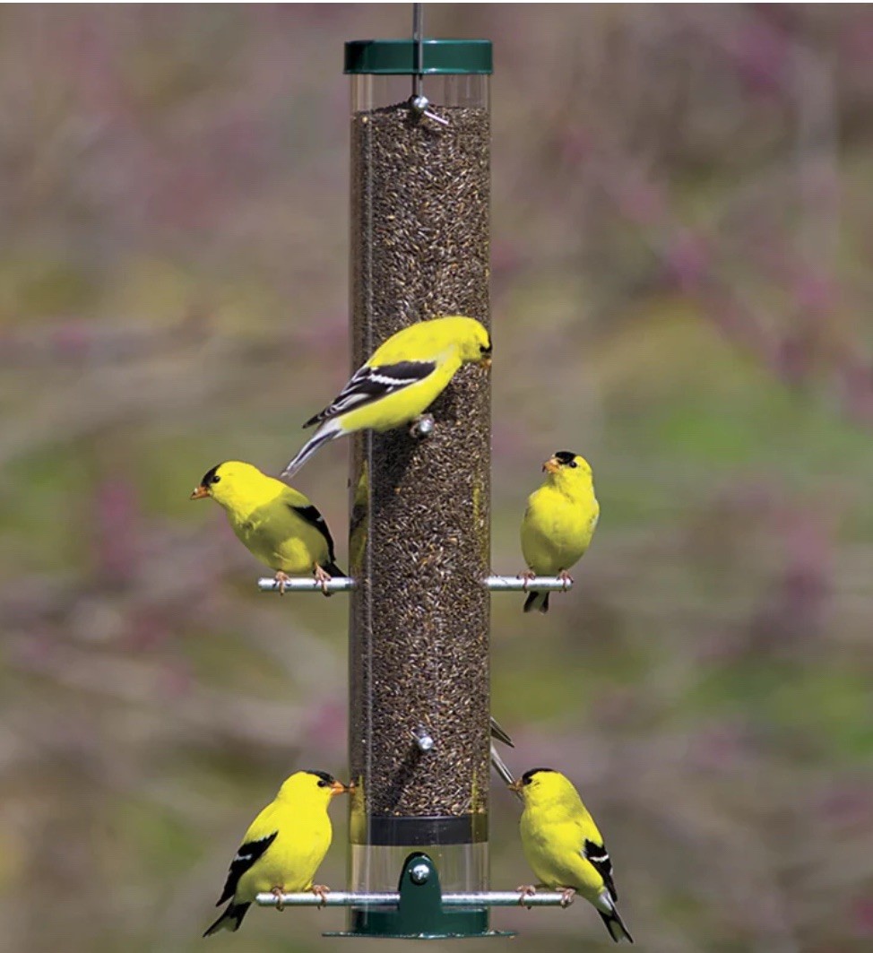 Duncraft Wild Bird Superstore Classic Nyjer Tube Feeder 175G New See Details