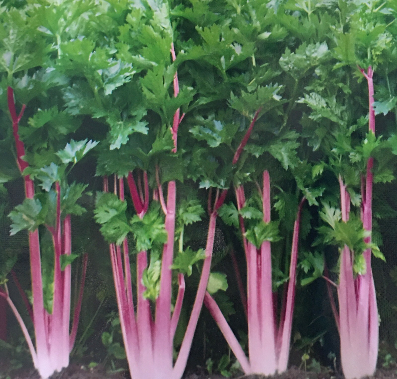 200+Chinese Pink Celery Seeds Rose Celery Kan-tsai Kunchoy Qincai Kan-tsai USA