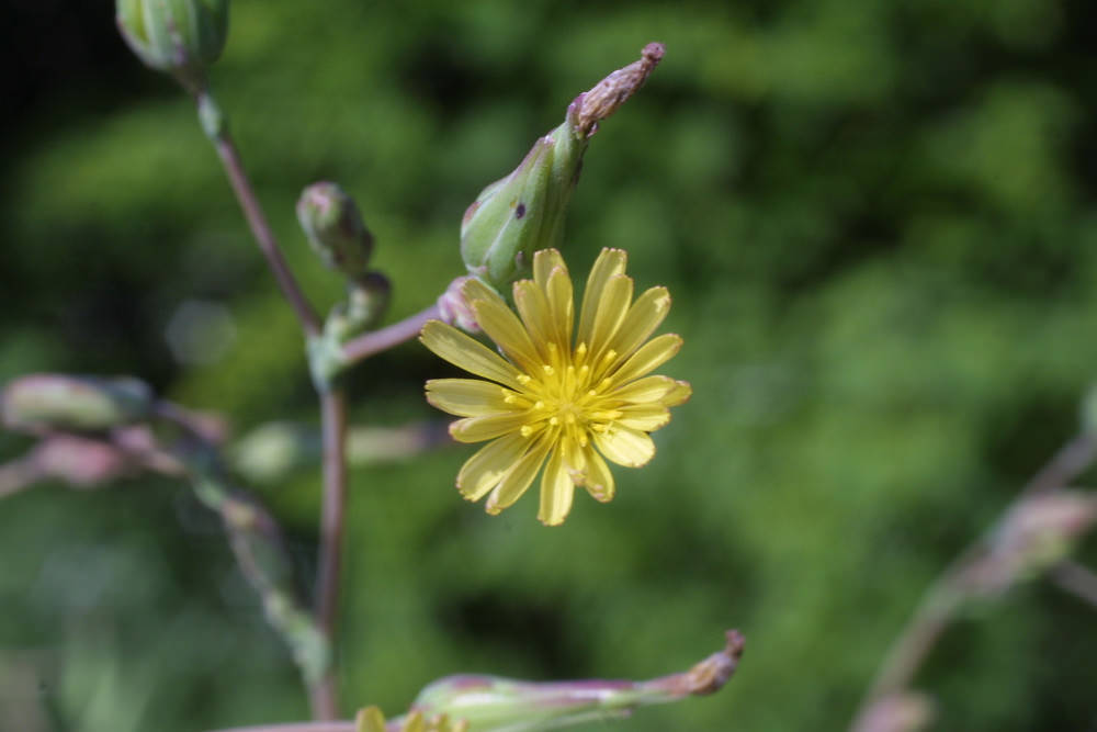 Wild Lettuce (Lactuca virosa) & Prickly Lettuce (L. serriola) Buyer Gets Both