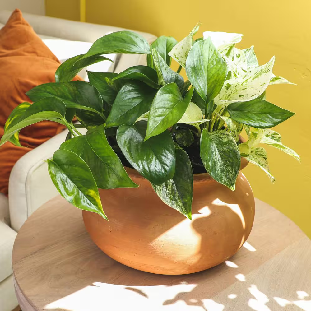 4.25 in. Pothos Asst (4-Pack)
