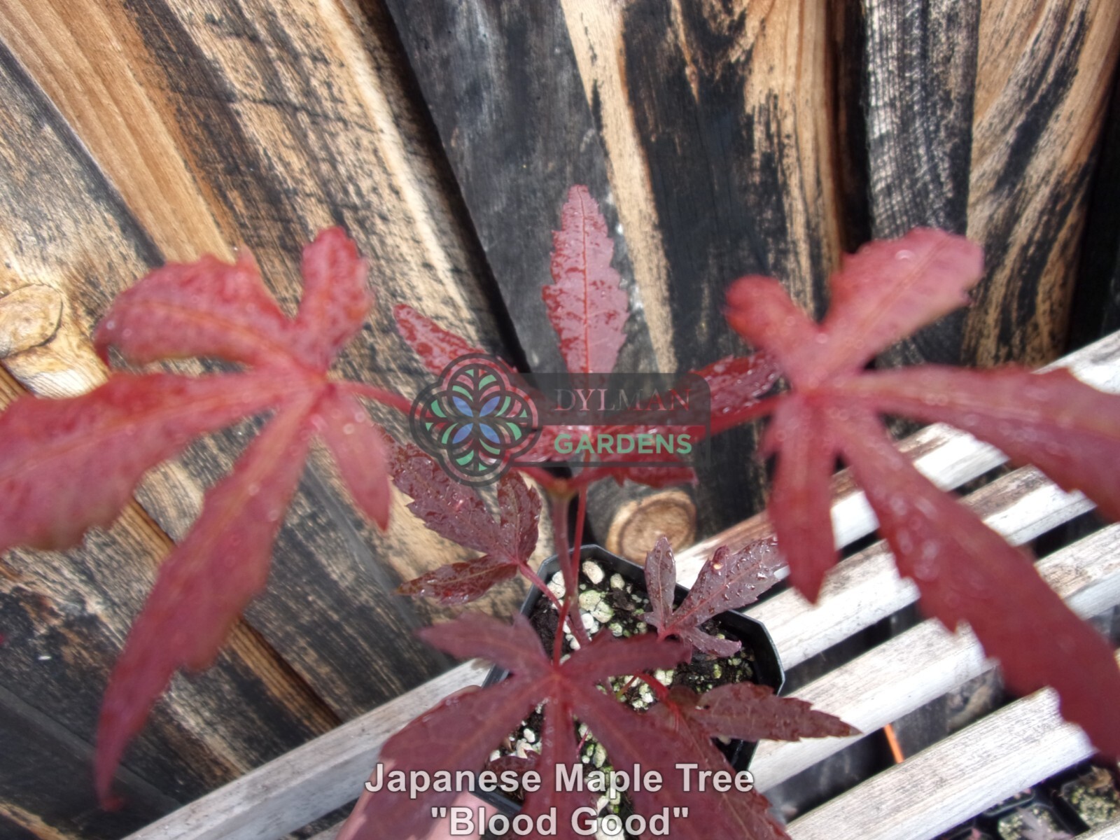 Dormant Japanese Maple Trees (Acer palmatum ‘Bloodgood’) Bonsai – Multiple Sizes