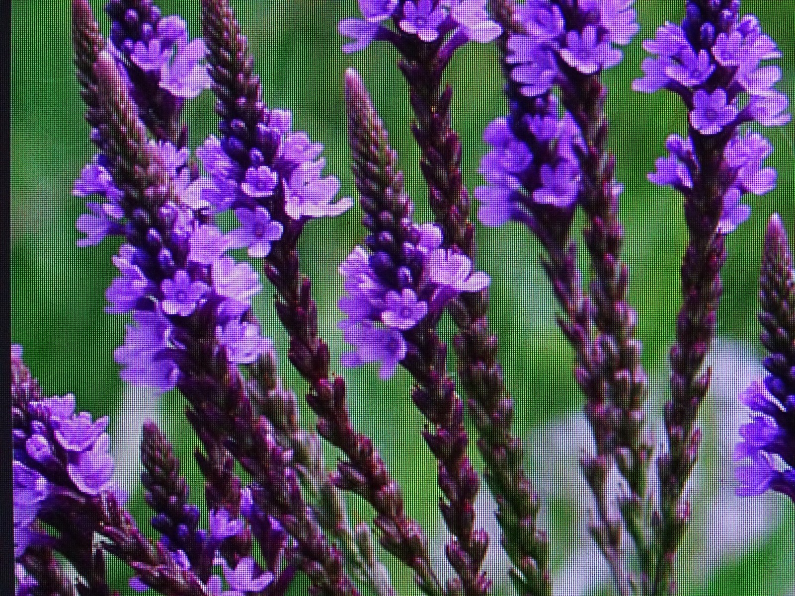 American blue vervain Verbena hastata Native perennial 500 seeds FRESH from 2023
