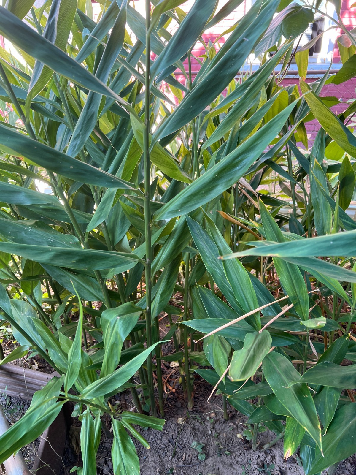 Live Myoga Ginger Plants Silver Arrow Hardy Edible Easy Grow 阳荷 Zones 6-9