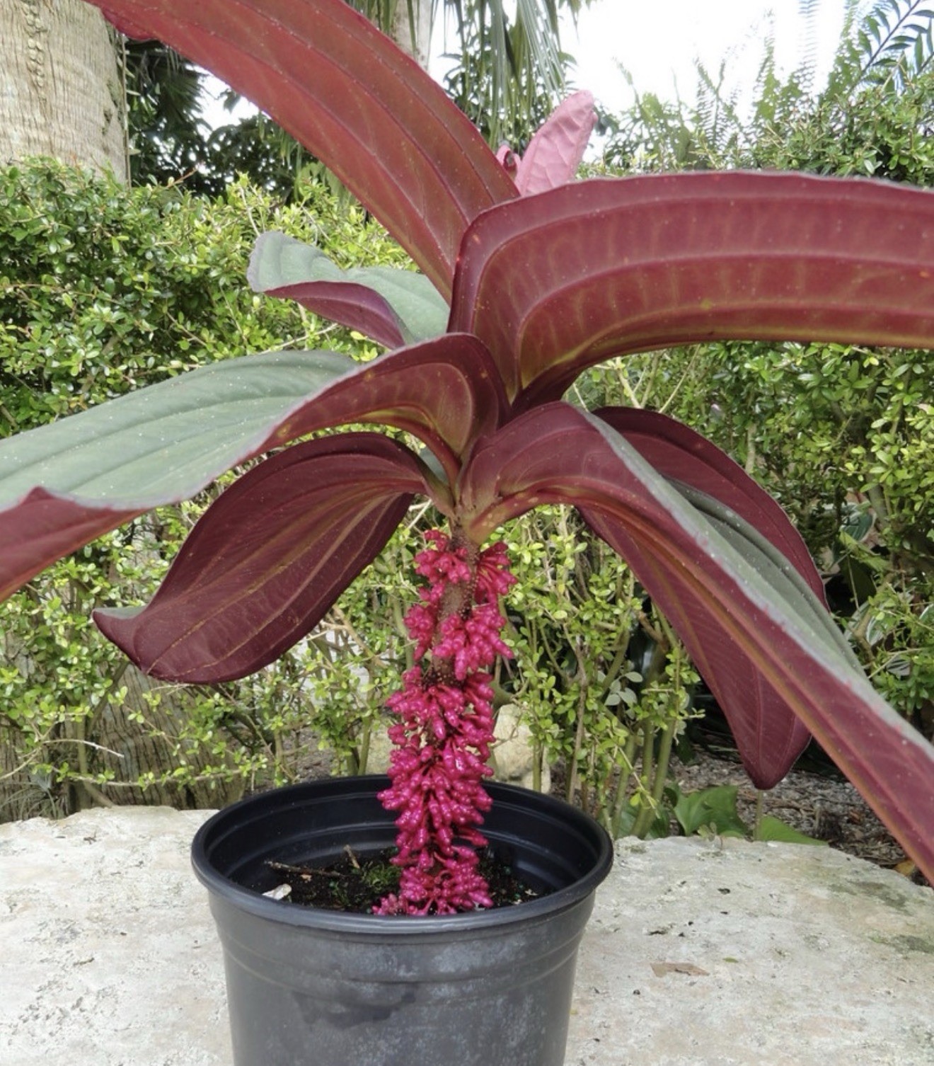 Gregori Hambali Medinilla Plant-SMALL Well Rooted STARTER Plant-Very Rare & HTF