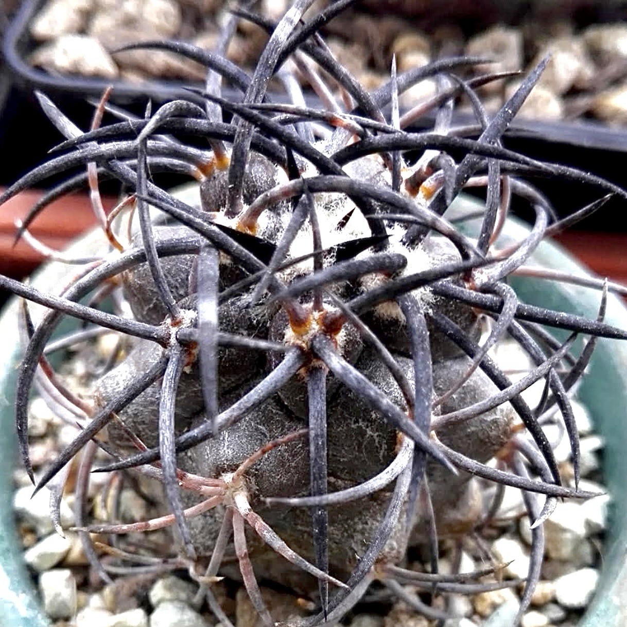 (10) Pack RARE SEEDS Copiapoa Griseoviolacea US SELLER