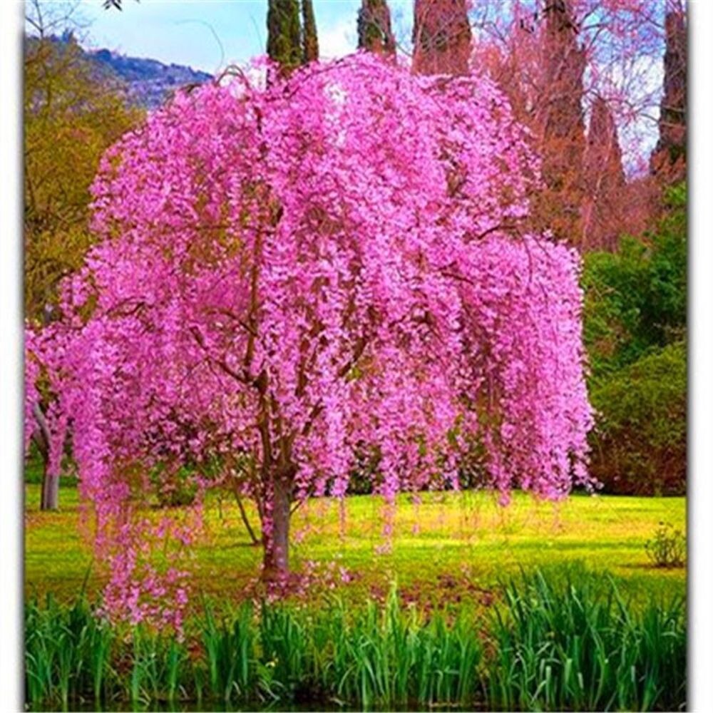 20 SEEDS for Pink Fuchsia WEEPING SAKURA CHERRY rare exotic tree USA Seller