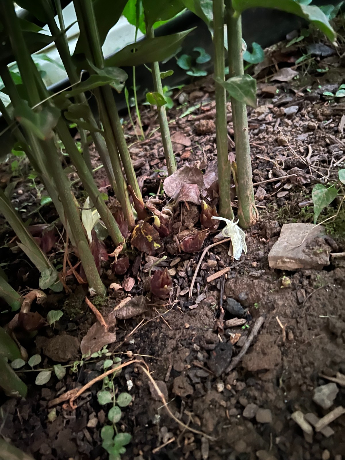 Live Myoga Ginger Plants Silver Arrow Hardy Edible Easy Grow 阳荷 Zones 6-9