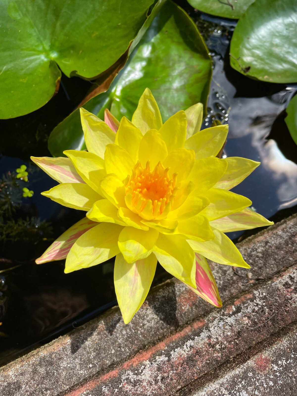 Live Hardy Water Lily Tubers Aquatic Pond Plants Lilies Multiple Colors Avail