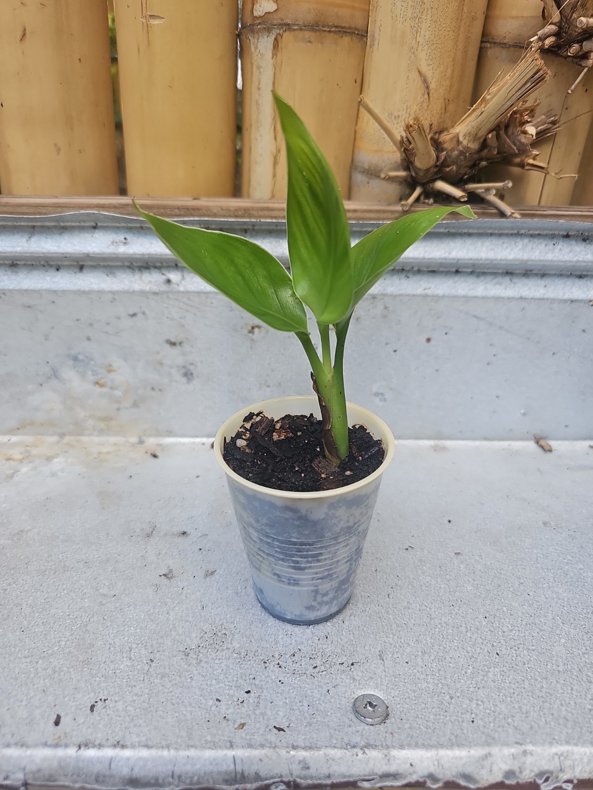 Live Bird of Paradise Plant Orange Bird of Paradise 6-8″ Tall