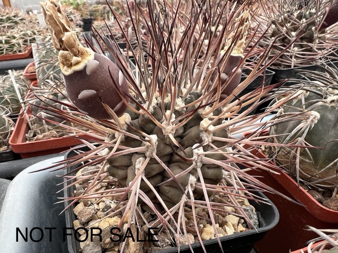 A37-4314. G. delaetii, spine selection In 2 generation, own root