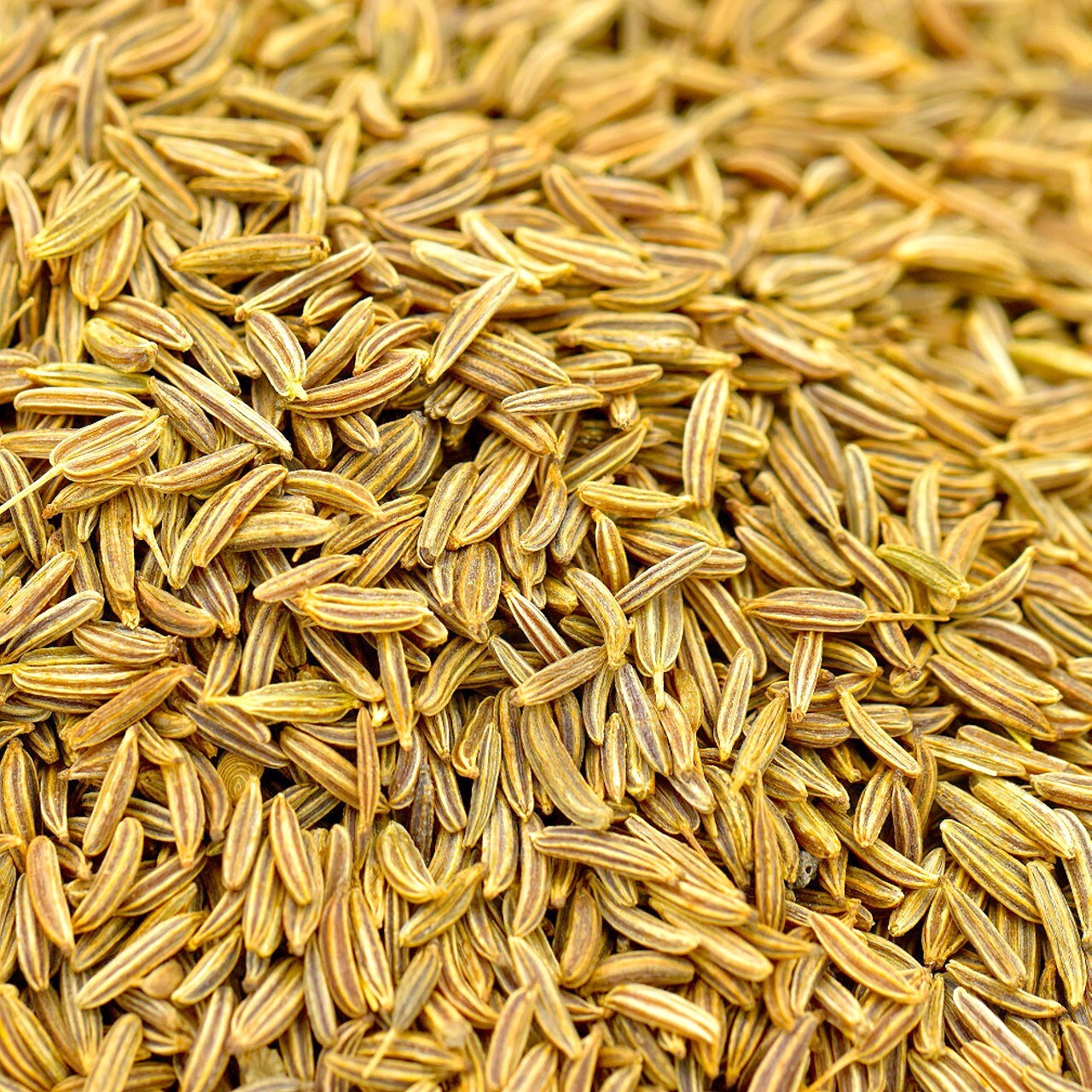 Caraway Seeds Bulk Seasoning Spice Raw Vegan – Grown in the USA