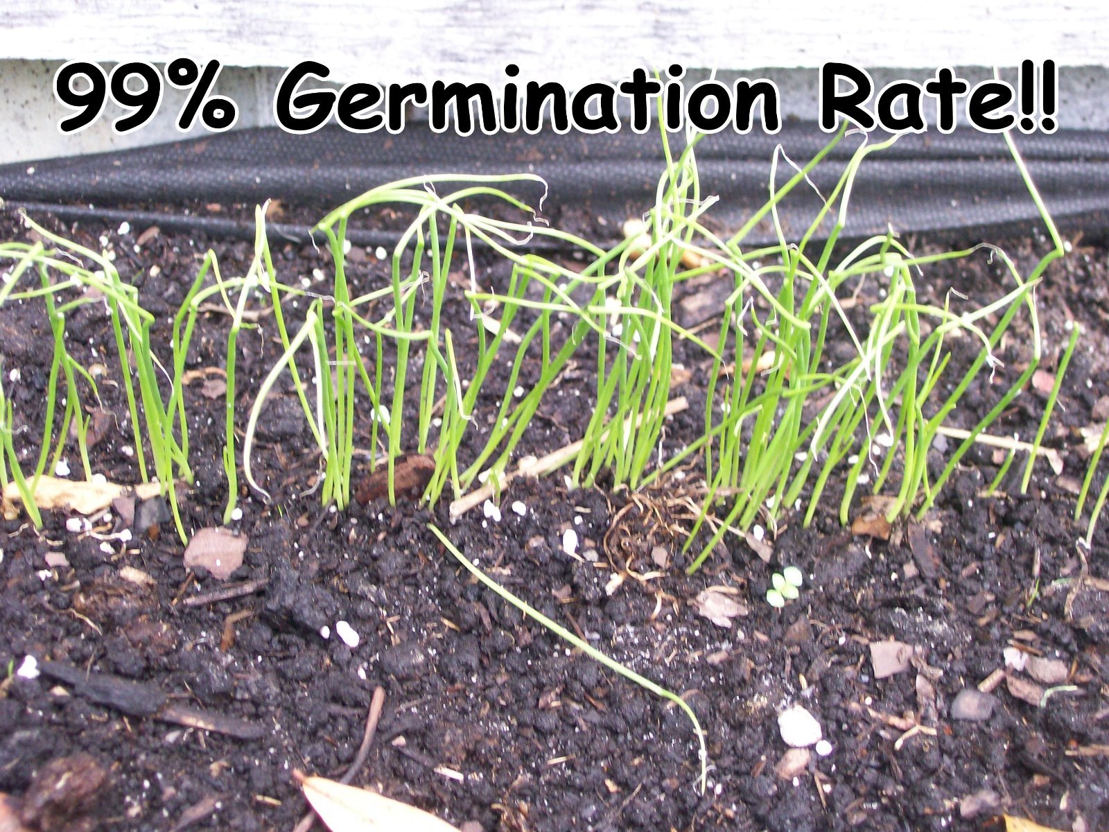 Seeds,Emergency,Survival Non-GMO,Organic,Heirloom 80 Pkgs 40 DifferentVarieties