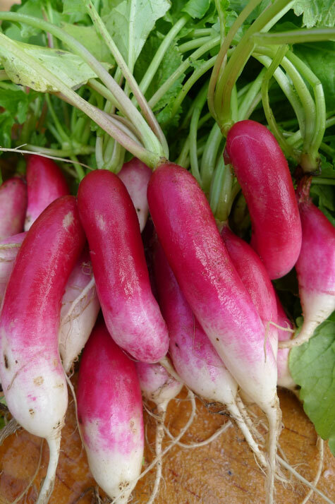 French Breakfast Radish 50 – 5000 Seeds Heirloom long delicious garden 30 days!