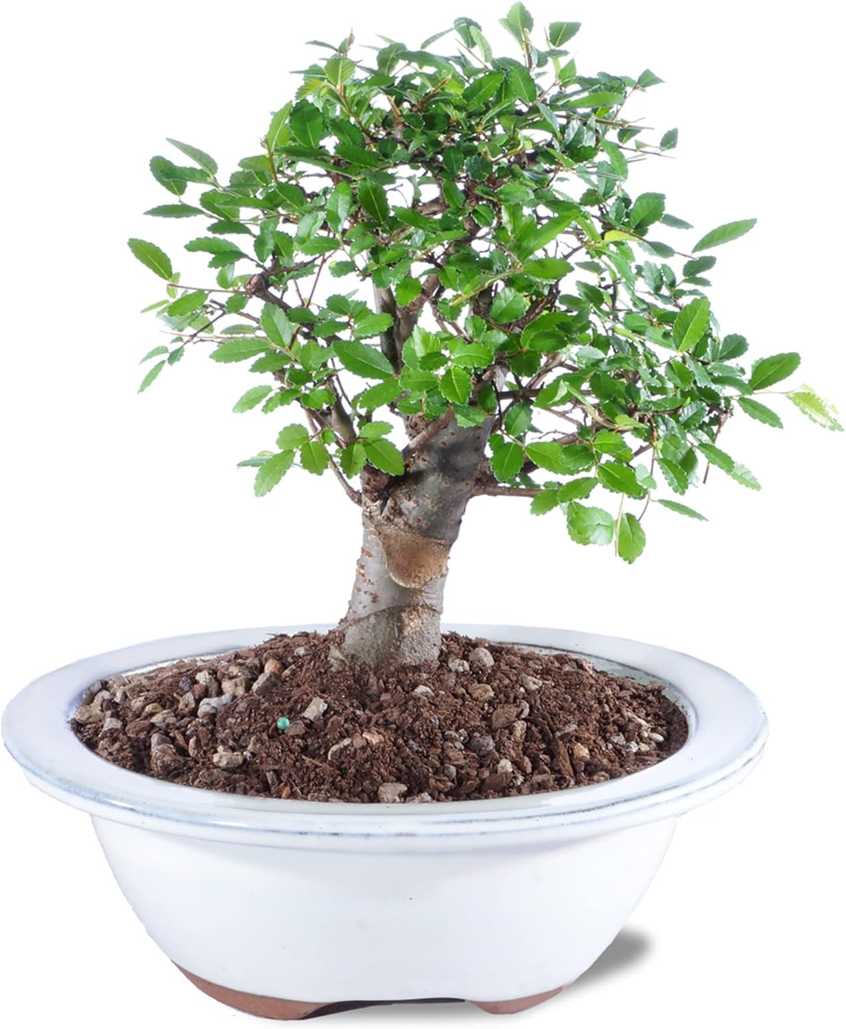 Live Chinese Elm Bonsai Tree, Outdoor – Small, 5 Years Old, 6 to 8 Inches Tall –