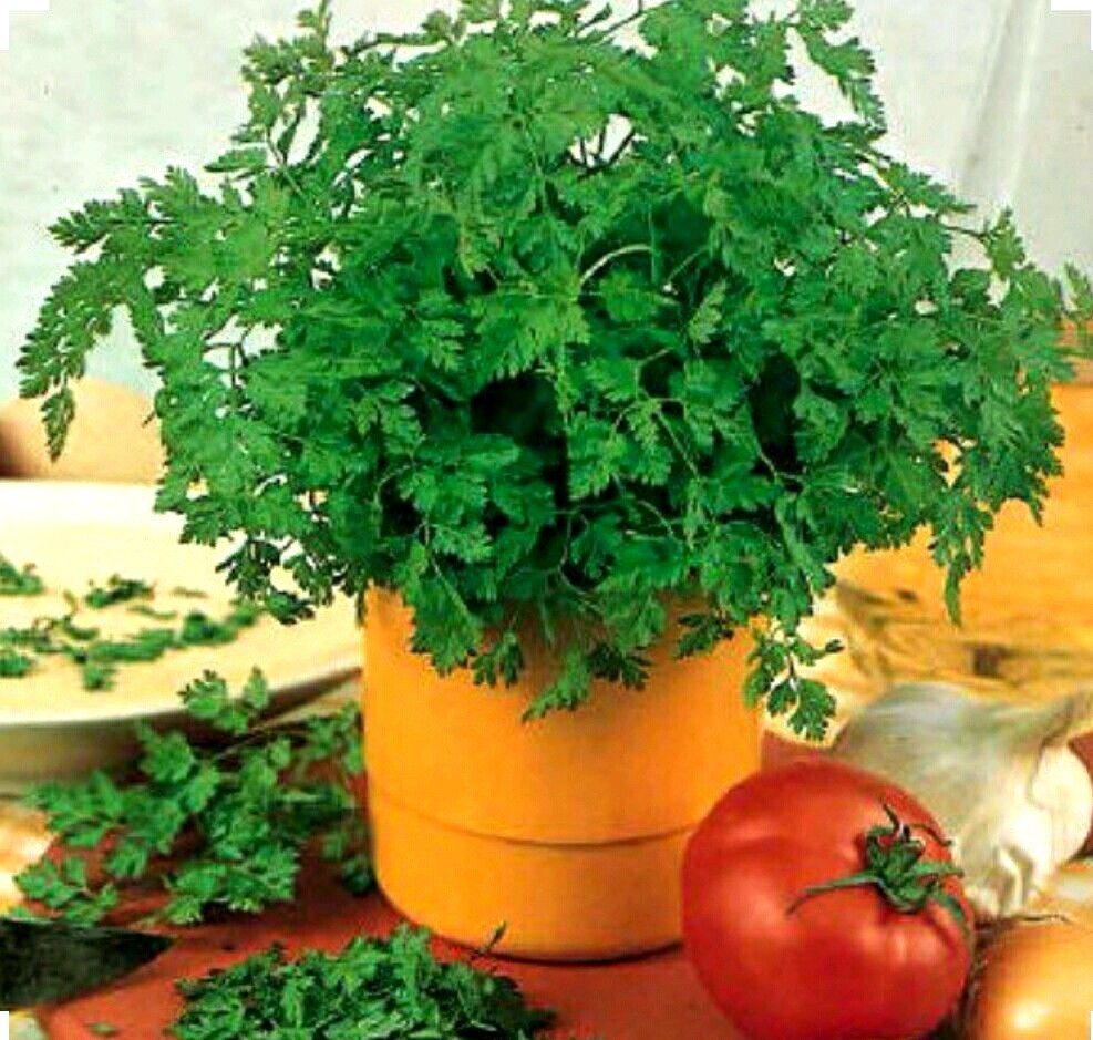 350+ Chervil Seeds-Culinary and Medicinal – NON-GMO,Organic- Open Pollinated.