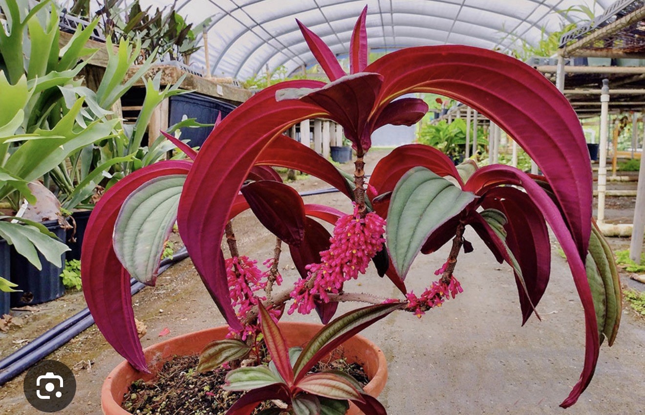 Gregori Hambali Medinilla Plant-SMALL Well Rooted STARTER Plant-Very Rare & HTF