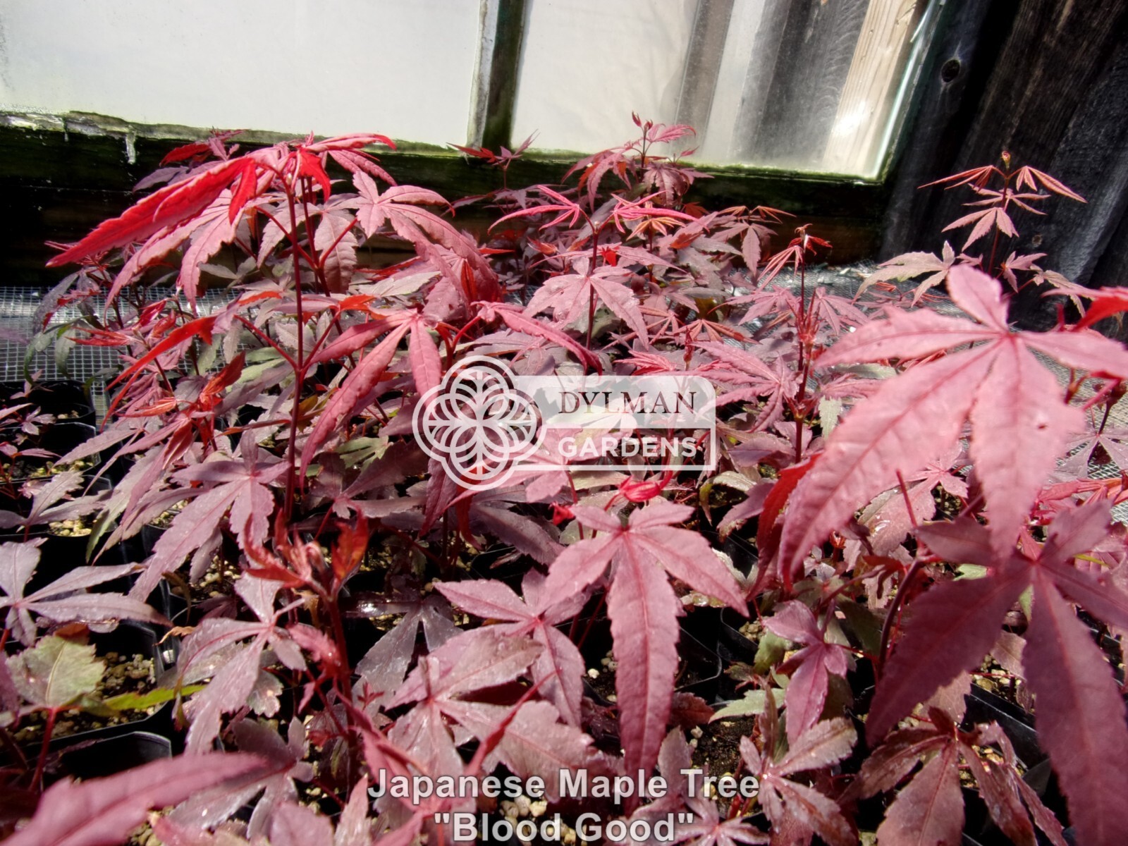 Dormant Japanese Maple Trees (Acer palmatum ‘Bloodgood’) Bonsai – Multiple Sizes