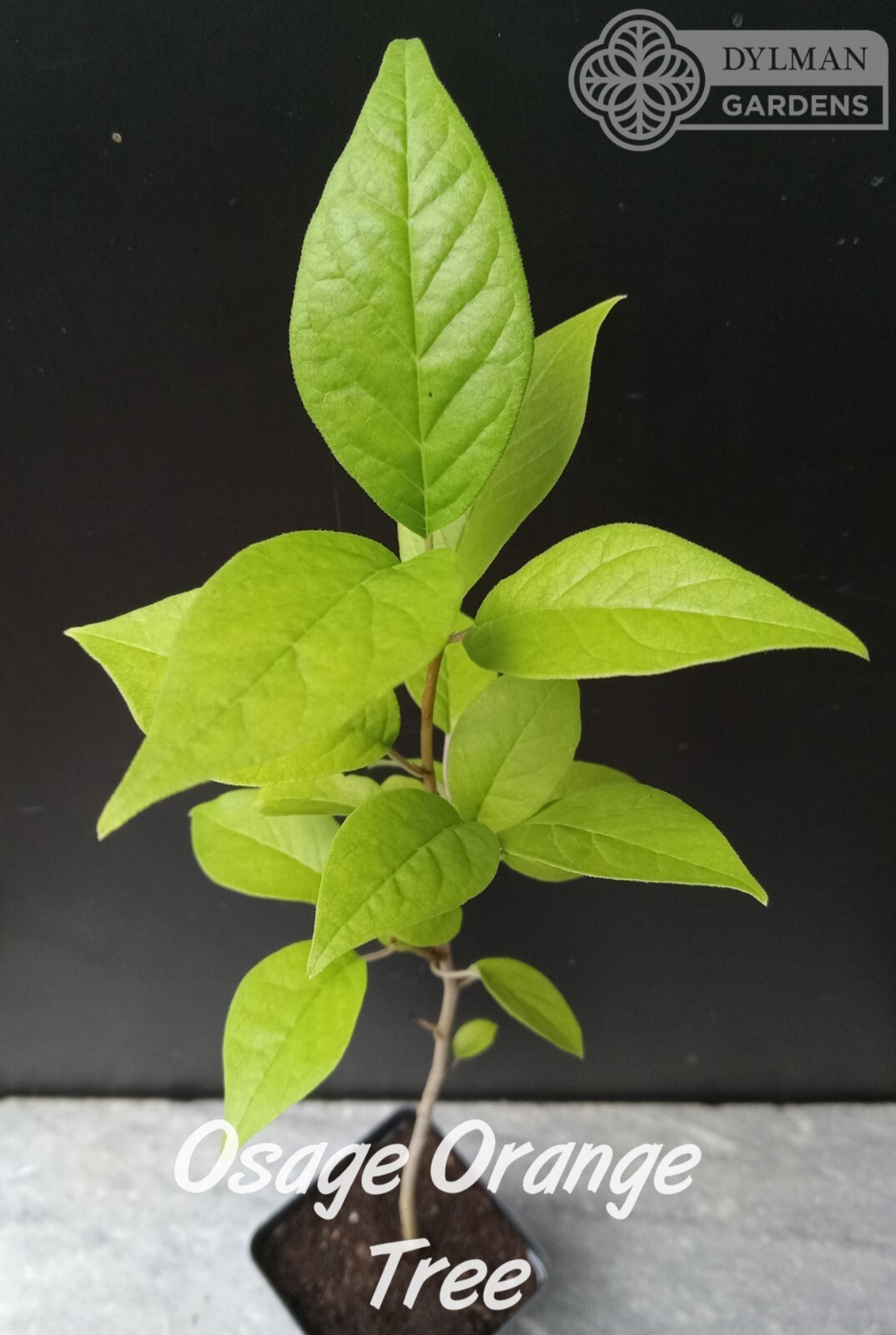 Osage Orange Tree (Maclura pomifera) – Hedge Apple – Live Plant – Multiple Sizes