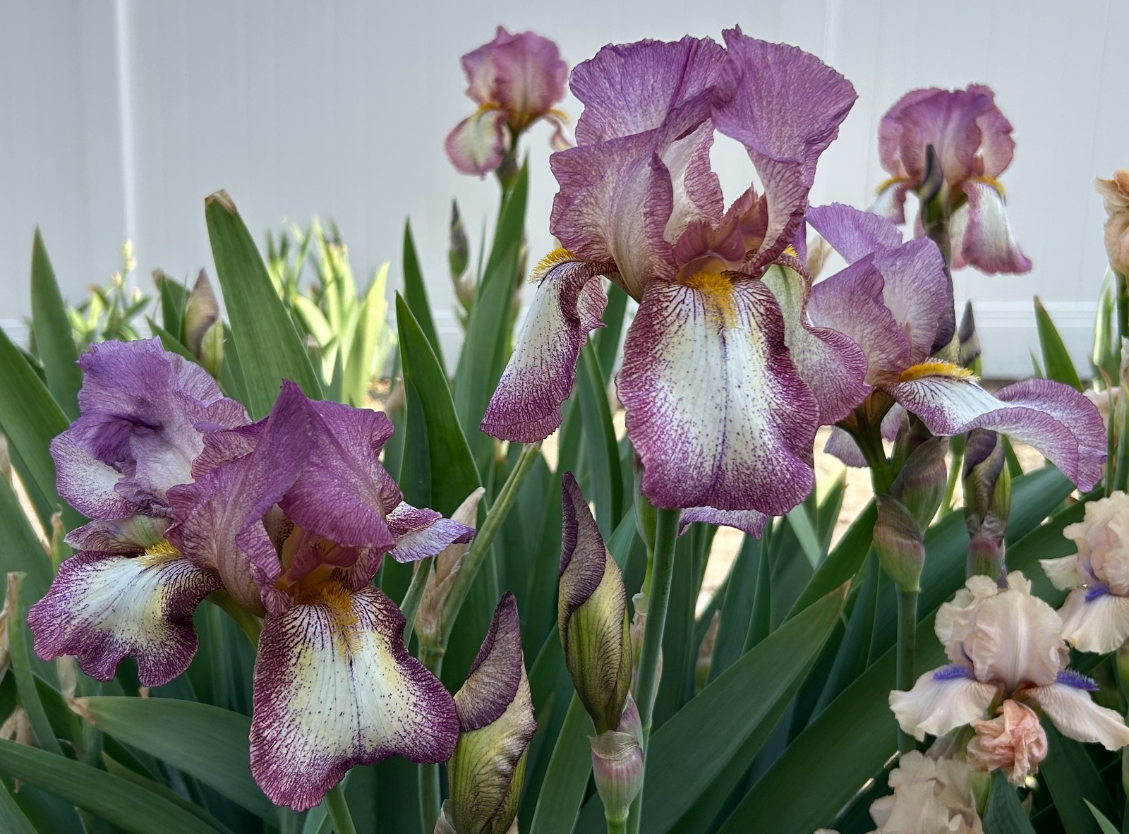 ‘Mount Timp’ iris rhizome + gift, combined shipping $1 each additional