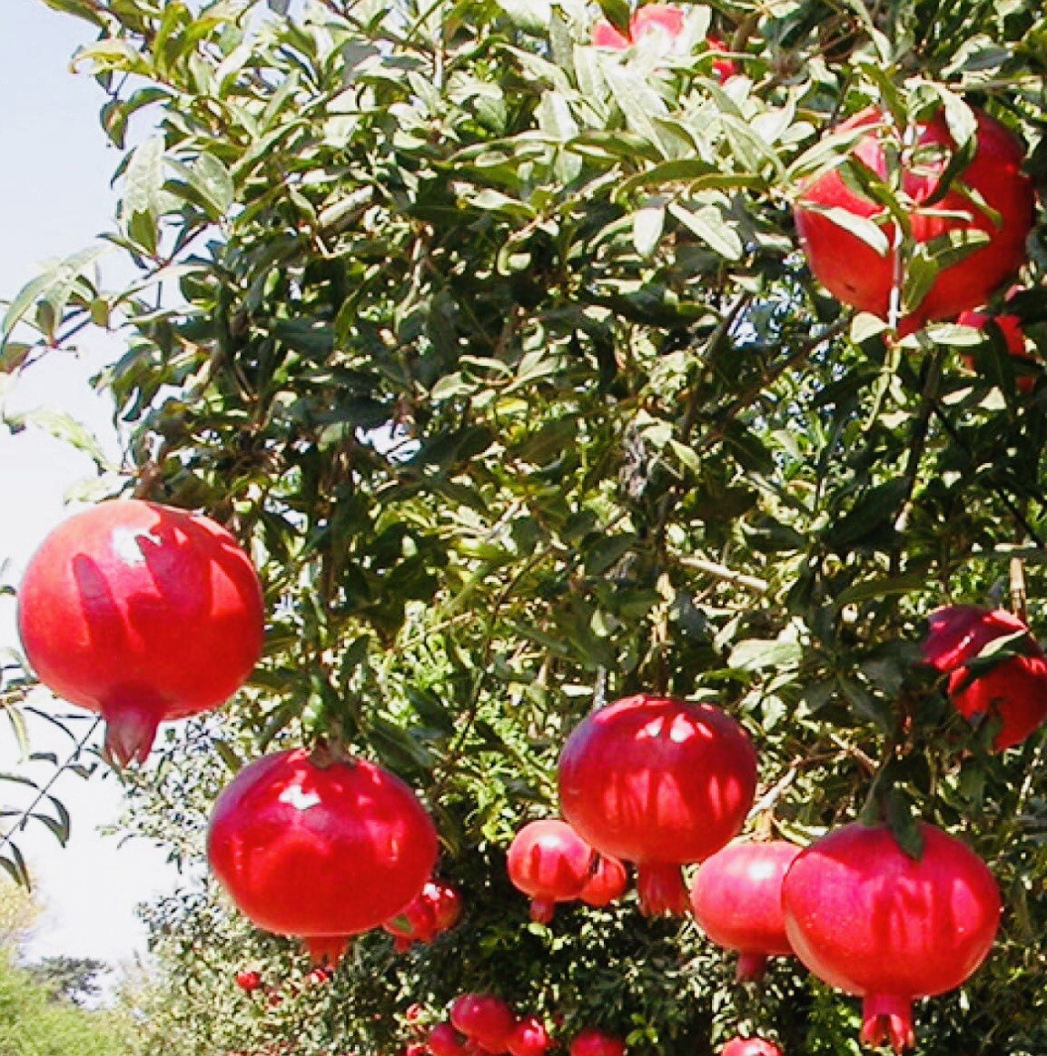 4″ POT V SWEET WONDERFUL POMEGRANATE TREE BEST GIFT LIVE PLANT FRESH GUARANTEED