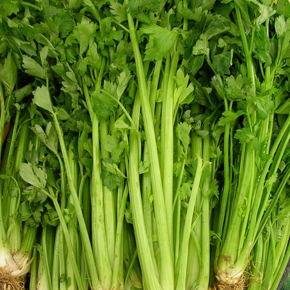 Tall Utah 52-70 Celery Seeds | Heirloom / Non-GMO | Free Shipping | 1114