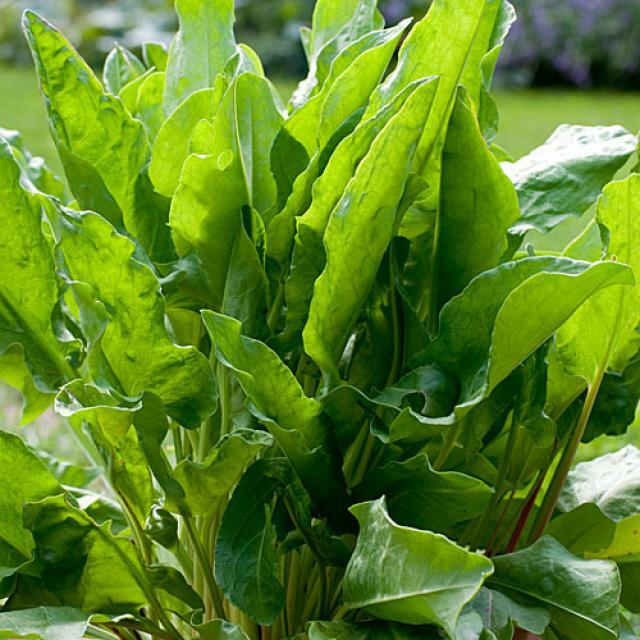 Sorrel Seeds (Large Leaf) | Heirloom / Non-GMO | Free Shipping | Herb Seeds 1161