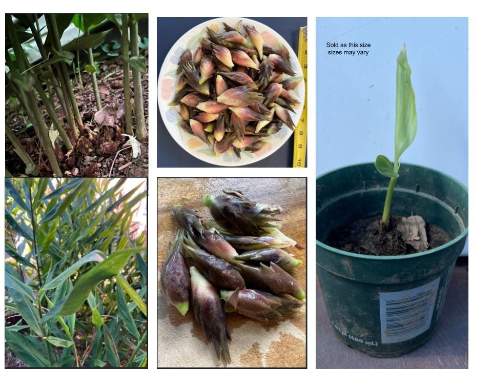 Live Myoga Ginger Plants Silver Arrow Hardy Edible Easy Grow 阳荷 Zones 6-9