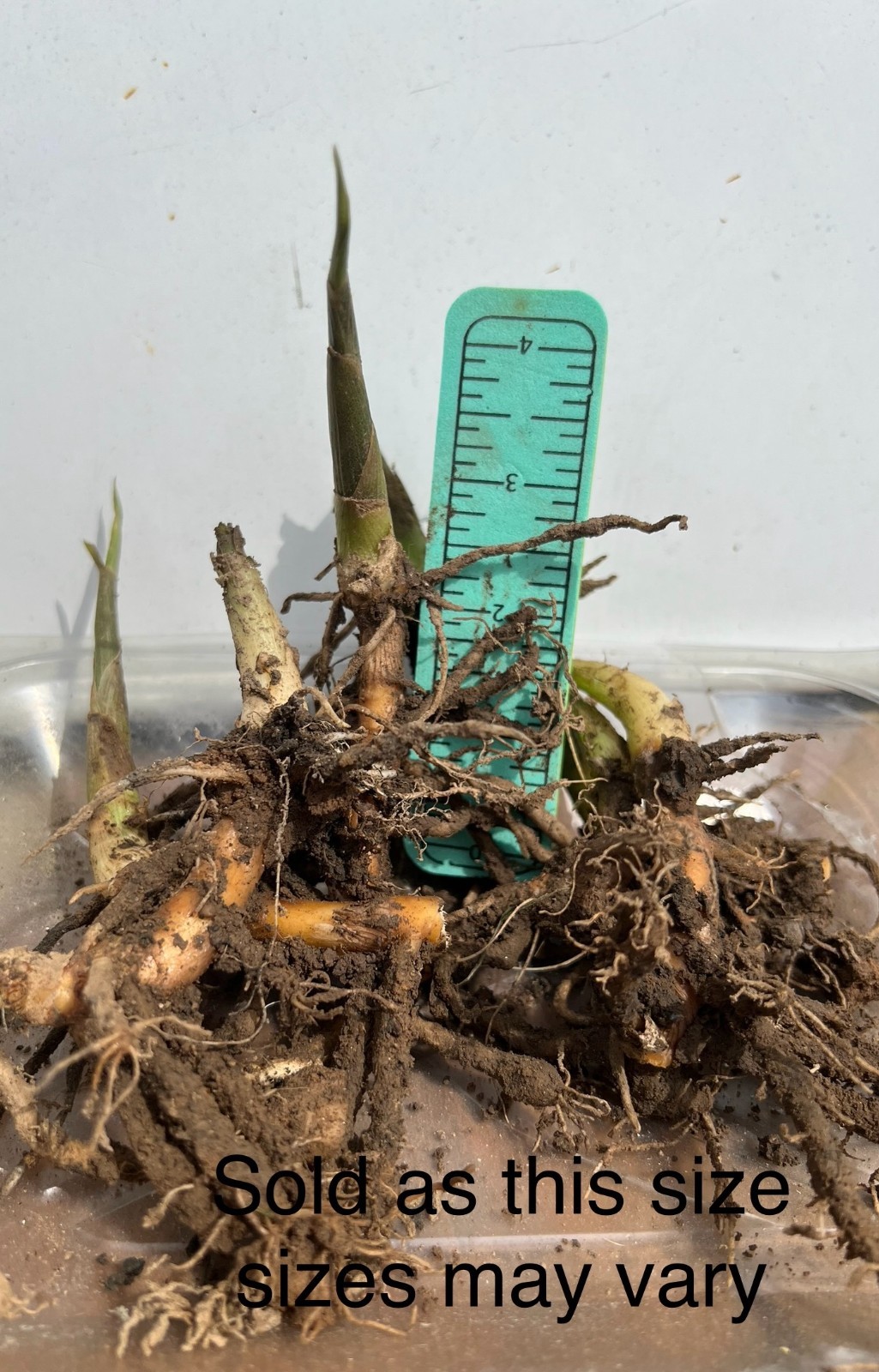 Live Myoga Ginger Plants Silver Arrow Hardy Edible Easy Grow 阳荷 Zones 6-9