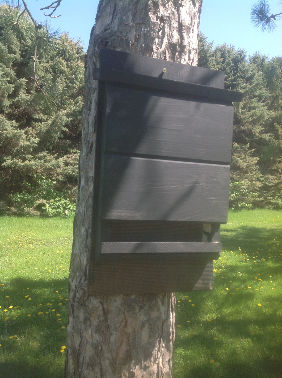 ^v^ NEW LARGE CHAMBER KEVLAR LINED SOLID BLACK BAT HOUSE BOX WITH PREDATOR GUARD