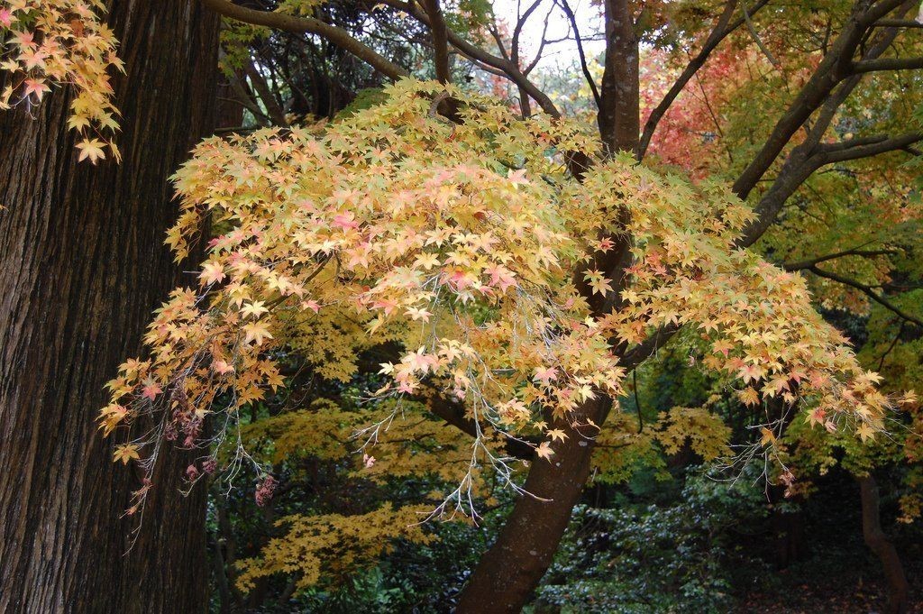 Peve Multicolor Grafted Japanese Maple Plants