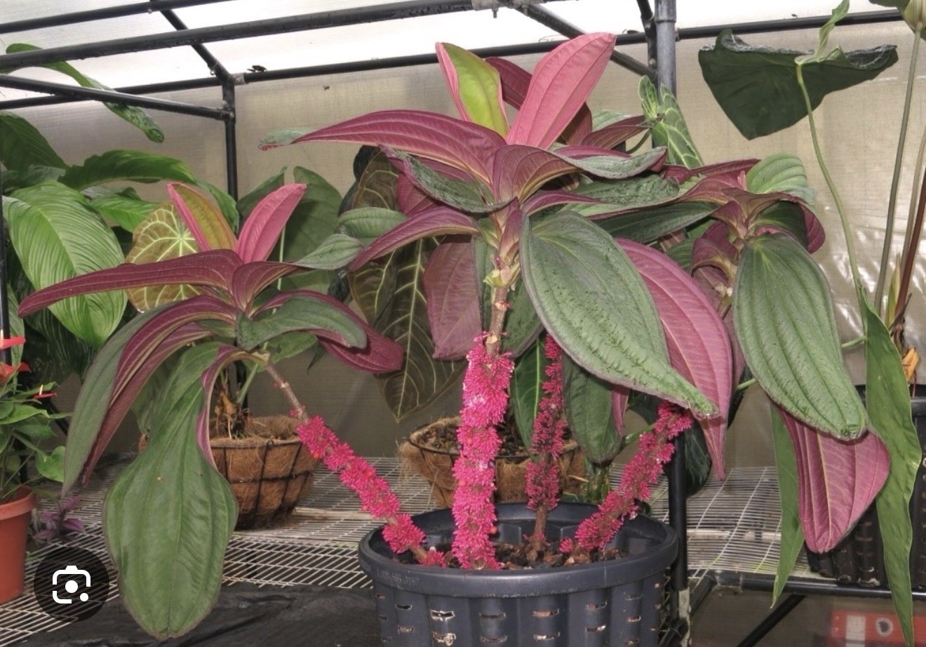 Gregori Hambali Medinilla Plant-SMALL Well Rooted STARTER Plant-Very Rare & HTF