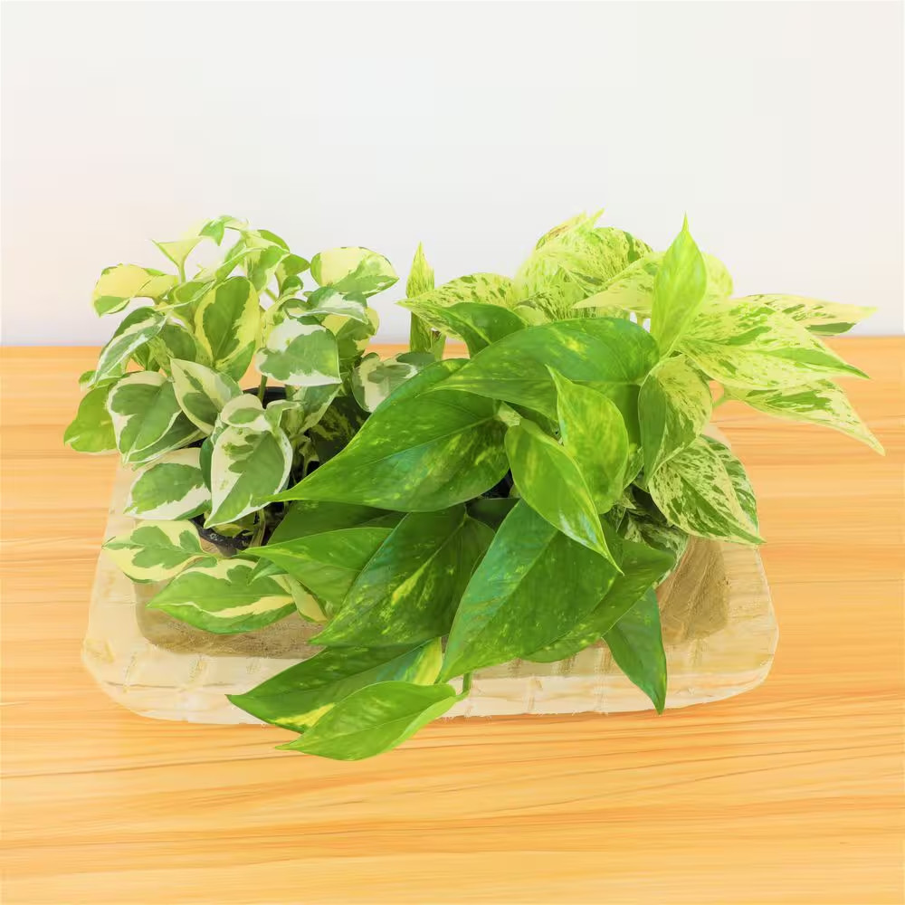 4.25 in. Pothos Asst (4-Pack)