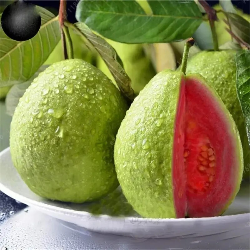 100 GIANT BANGKOK Red Guava Seeds (Psidium Guajava) Organic